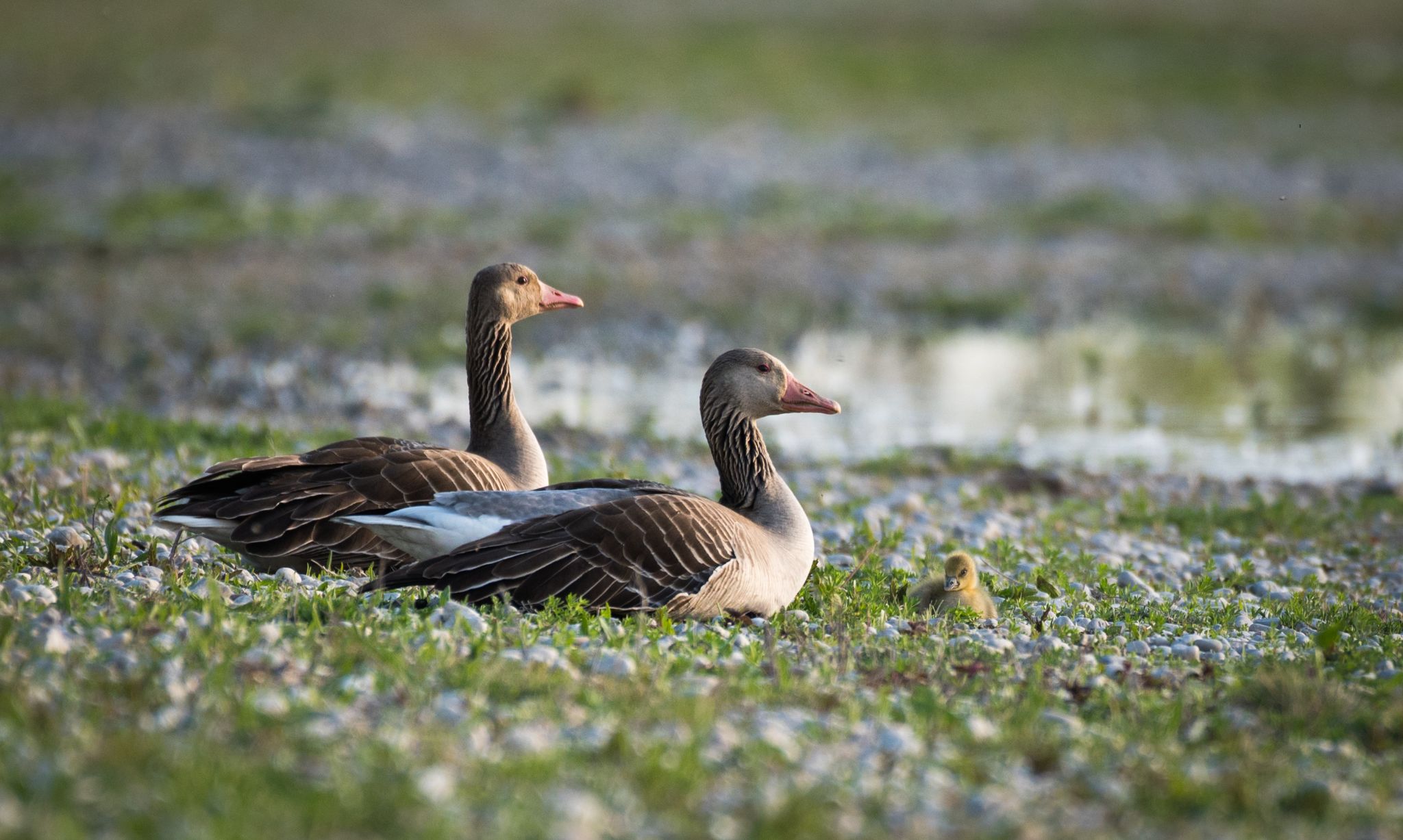 Graugansfamilie (Anser anser